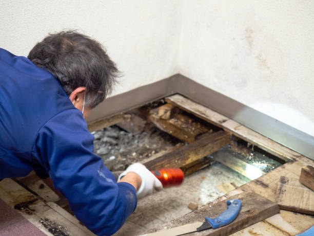 Best Toxic Mold Removal  in Remgton, IN