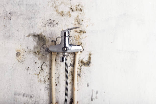 Home Mold Removal in Remington, IN