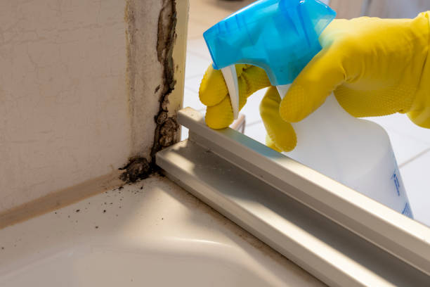 Best Certified Mold Removal  in Remgton, IN