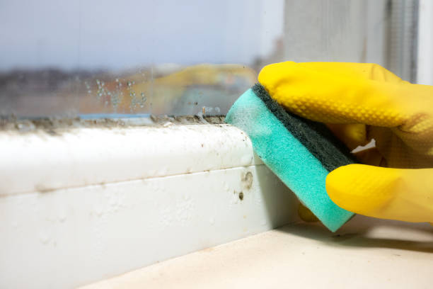 Certified Mold Removal in Remington, IN