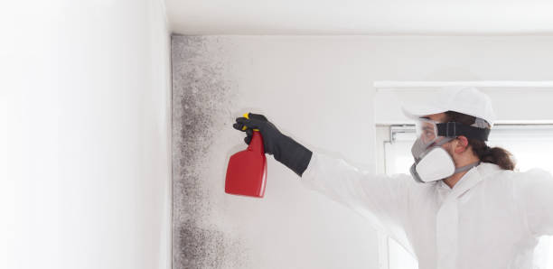 Best Toxic Mold Removal  in Remgton, IN
