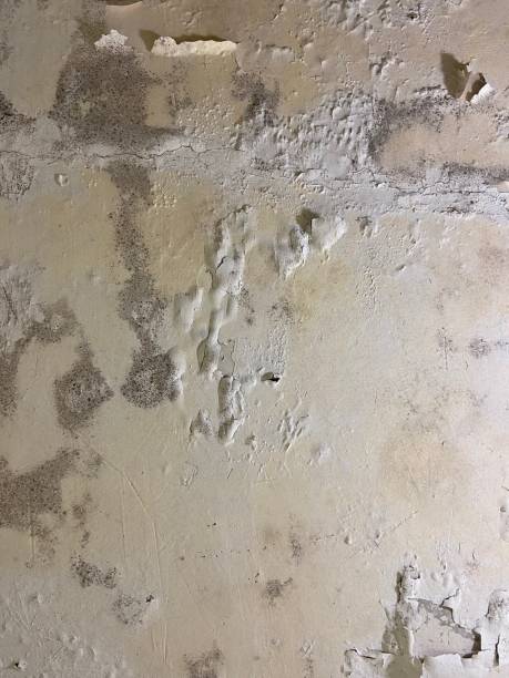 Trusted Remington, IN Mold Removal Experts