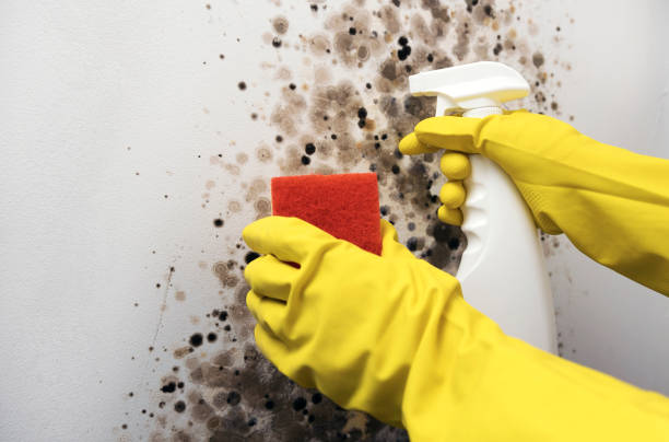 Mold Removal Process in Remington, IN