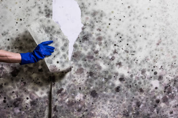 Best Fast Mold Removal  in Remgton, IN