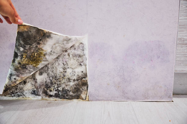 Best Mold Removal Process  in Remgton, IN